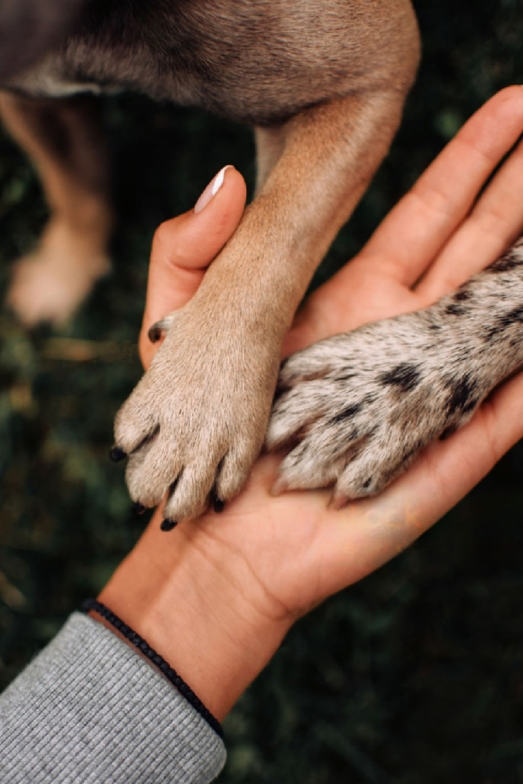 obediencia canina Medellín Colombia
