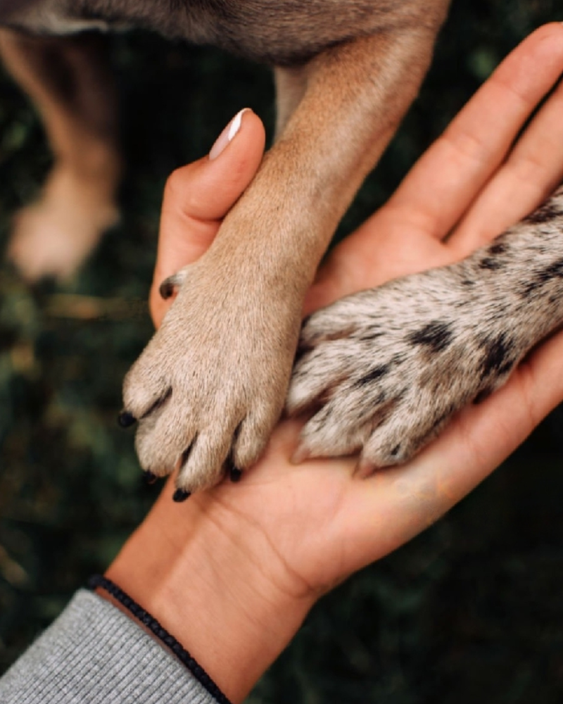 obediencia canina Medellín Colombia